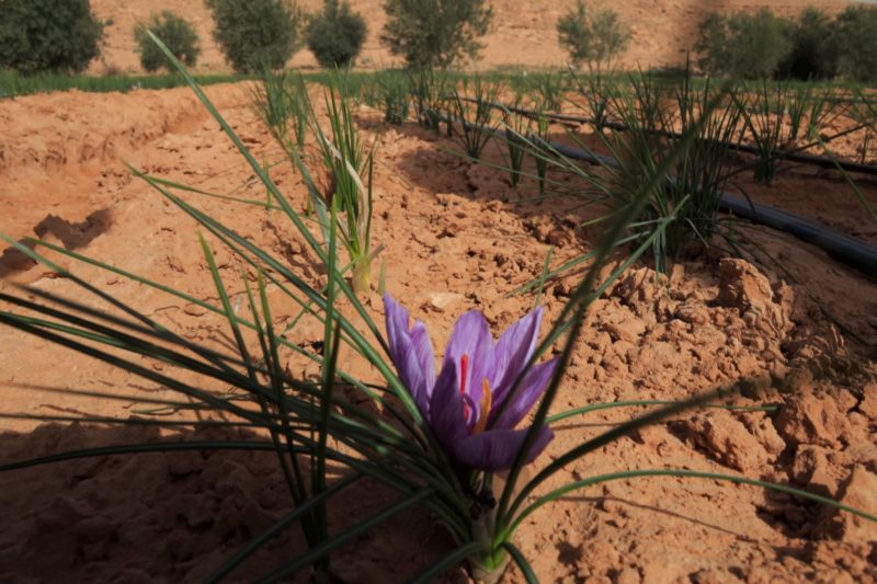 L’introduction d’une culture peu consommatrice d’eau avec un fort potentiel de valorisation économique : le safran à Ghardaia