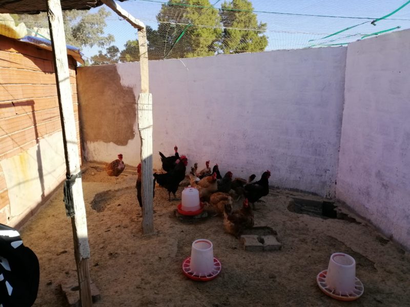 Coopération féminine d’élevage collectif de poulets fermiers
